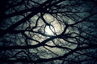 Moonlight in Trees***