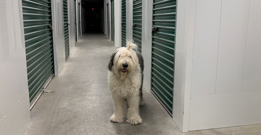 Should Self-Storage Employees Be Allowed to Bring Their Dog to Work?