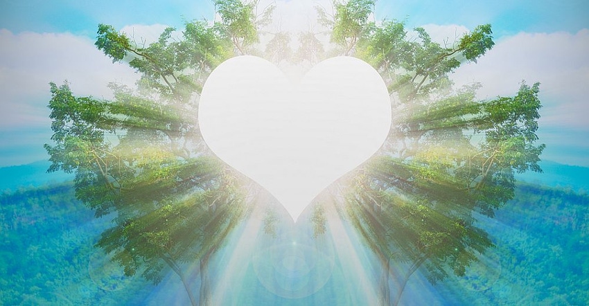 Trees-Heart-Light.jpg