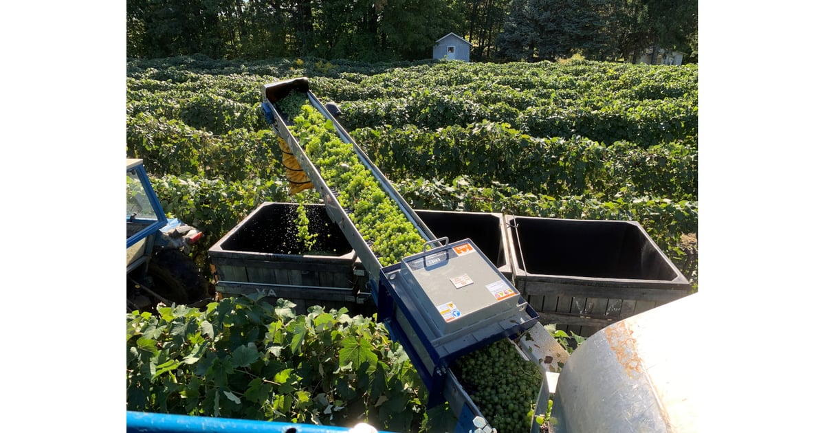 Plate Magnet Removes Metal Contaminants from Grape Harvest