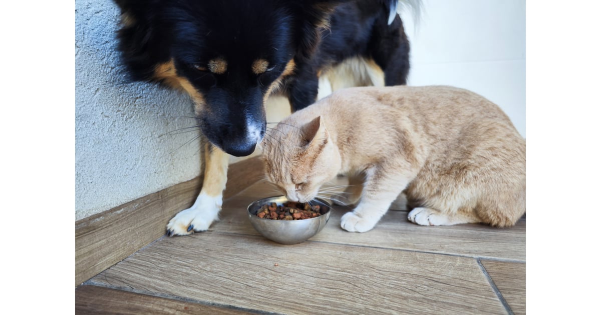 Pet Food M&A Activity Slows But Deal Values Rise