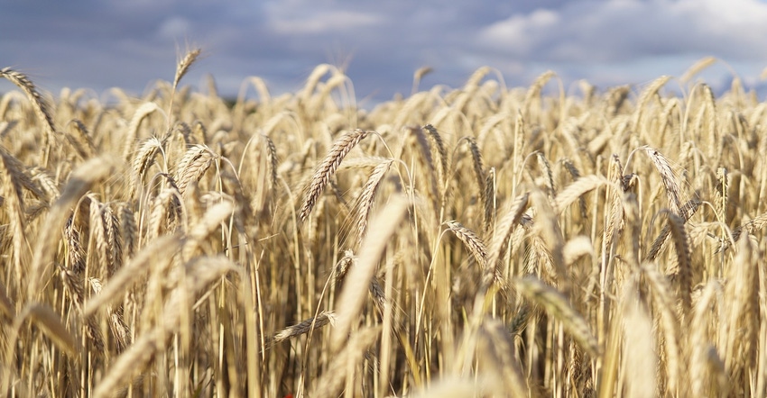 wheat-field-5392067_1920.jpg