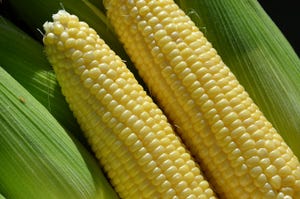 $3B Nitrogen Fertilizer Production Plant Opens in Iowa