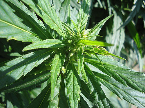 Firm to Open New Hemp Processing Plant in South Carolina