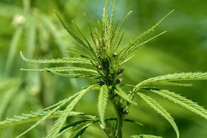 Firm to Develop First Hemp Processing Plant in Virginia