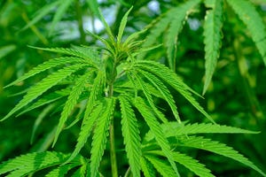 Firm Opens $5.8M Automated Hemp Wood Production Plant