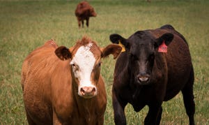 Landus Co-Op to Open Beef Feed Facility in Iowa