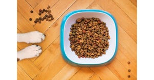 pet food in bowl