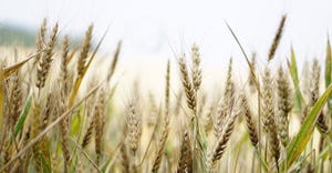 wheat-1556698_1920.jpg