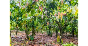 Nestle collaborates on Cote d'Ivoire cocoa reforestation