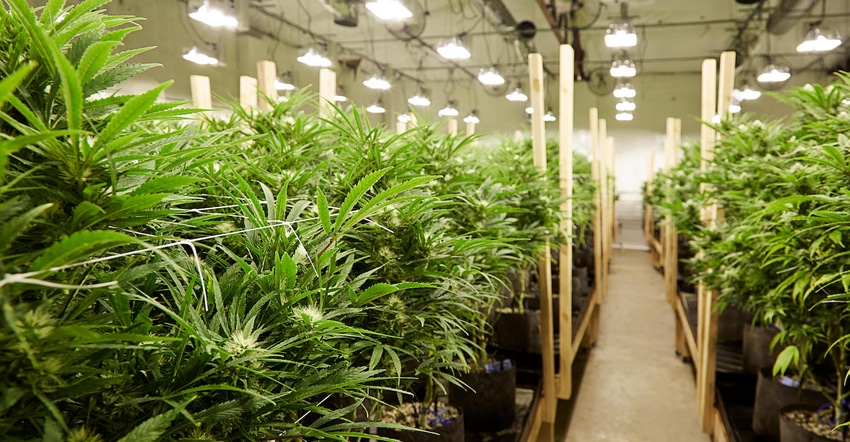 cannabis_cultivation_facility_stock_image.jpg