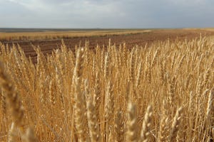 GEAPS, K-State Offer Grain Handling Courses in February