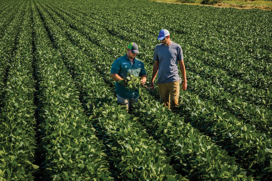 BASF Teams Up with Iowa State to Research Soybeans