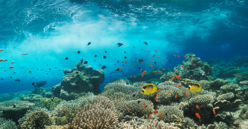 Purina invests in ocean regeneration