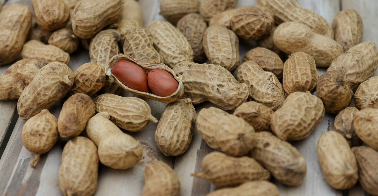 New $50M Peanut Processing Plant Under Construction