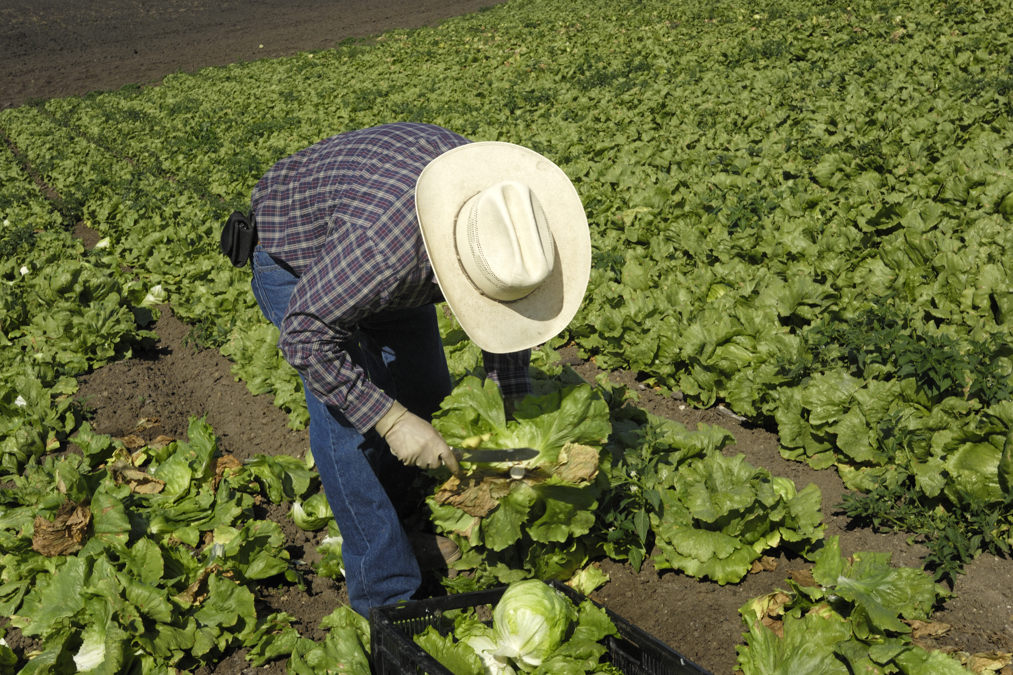 Latest News Headlines in the Food & Beverage Industry