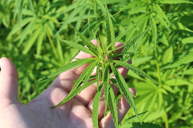 Supplements Firm to Open $2.5M Hemp Processing Plant