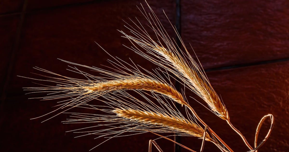 Dakota Dry Bean Sheds Barley Business to Anchor Ingredients