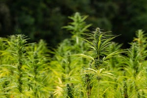 Purdue Secures USDA Grant to Research Hemp Production