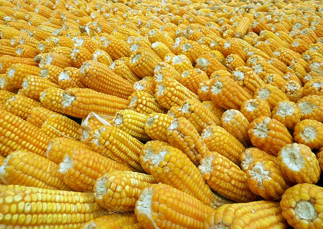 Cargill to Open $10M Corn Bulk Storage Facility in India