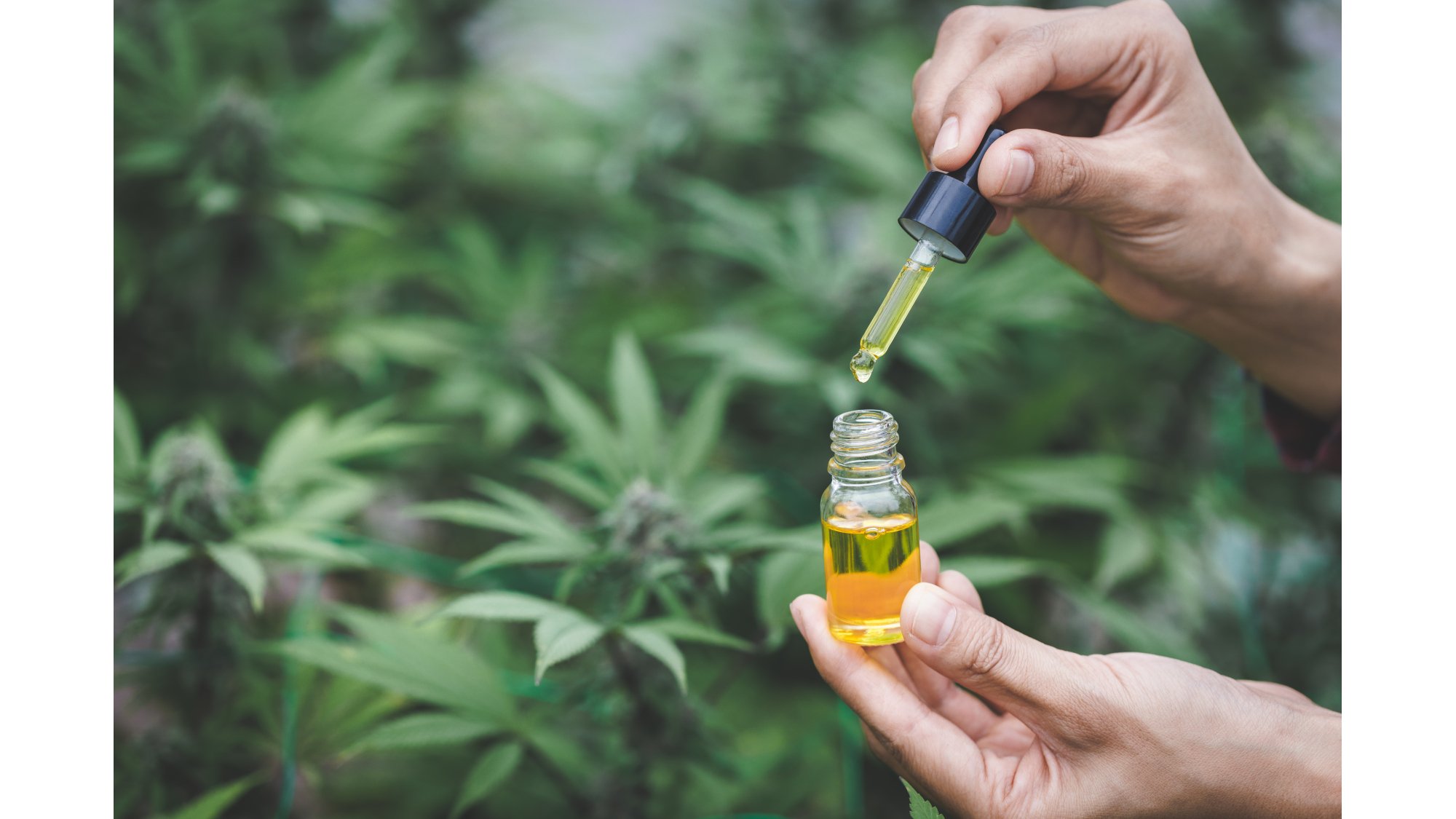US Pharmaceutical Cannabis Extraction Facility to Open - Vimarsana News