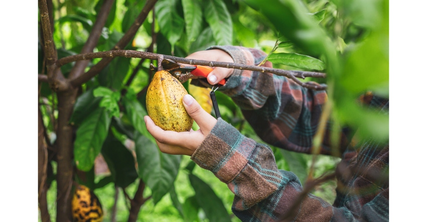 Chocolate companies on agroforestry