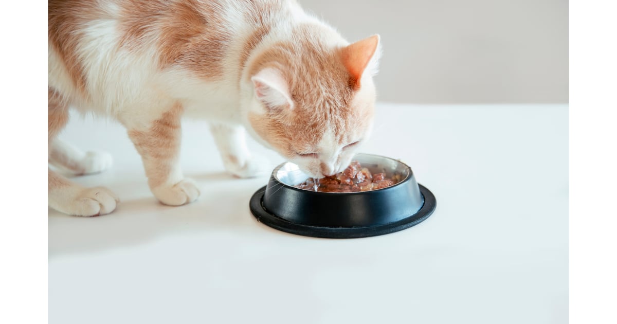 3 Startups Tapped for Pet Food Sustainability Program