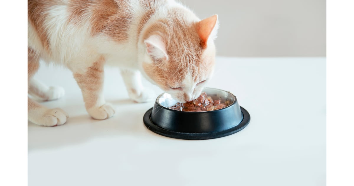 3 Startups Tapped for Pet Food Sustainability Program 3 Startups Tapped for Pet Food Sustainability Program