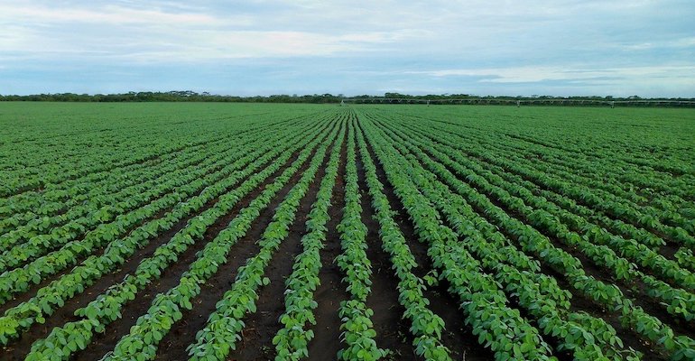 soybean-field-1610754_1280.jpg