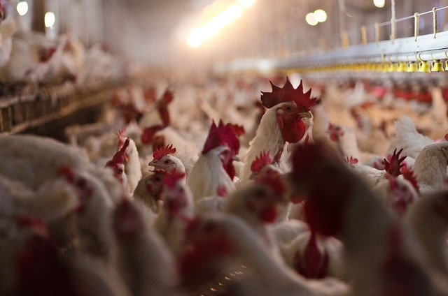 OSHA Data Shows Poultry Processing Among “Most Dangerous” Jobs
