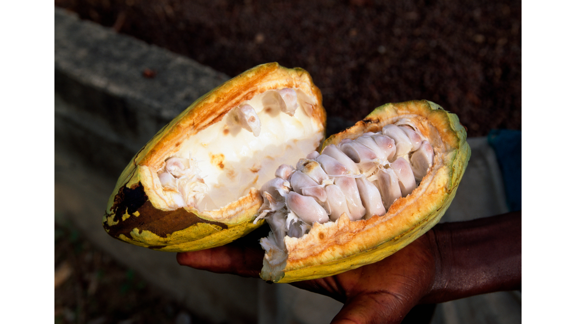 Mondelēz International Invests in Cocoa-Tech Company