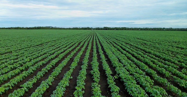 soybean-field-1610754_1280.jpg