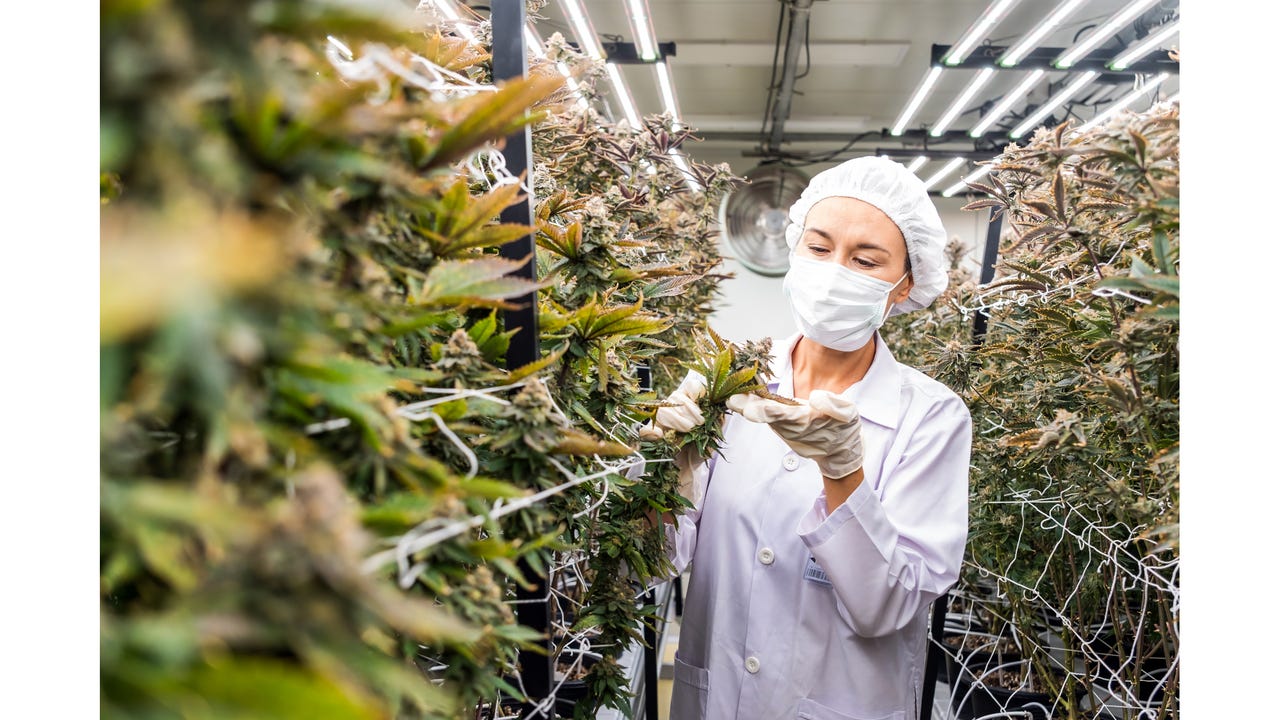 Ohmart/VEGA Corp. Changes Name to VEGA Americas Inc.