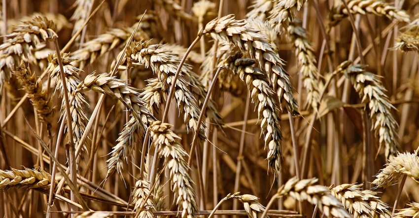 wheat-3524861_1920.jpg