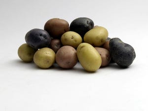 The Little Potato Company Opens $20M Processing Plant