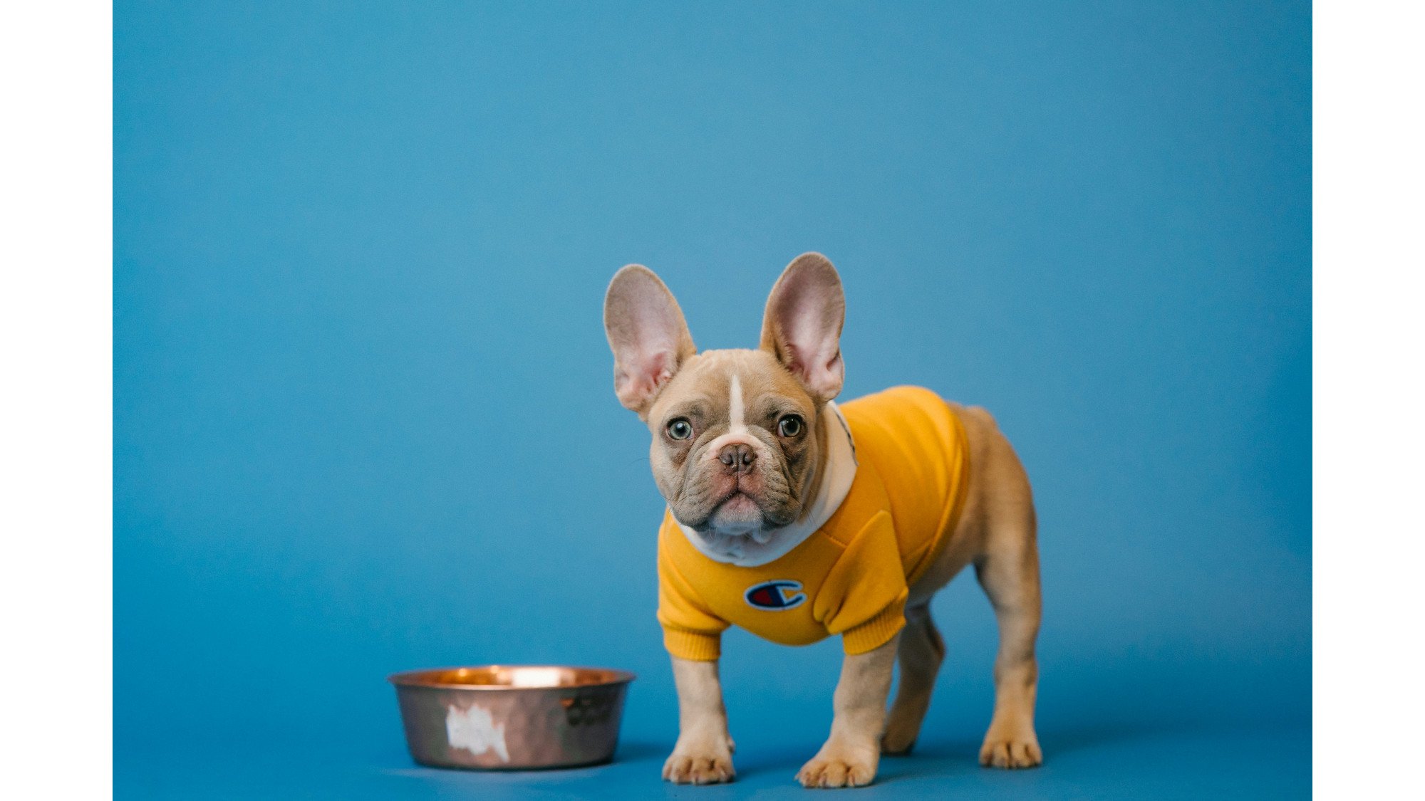 Nestle Purina Investing $195M in Pet Food Facility Expansion - Vimarsana News