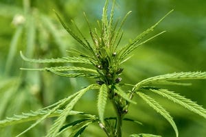 Firm Invests $3.2M to Open Hemp Processing Plant in SC