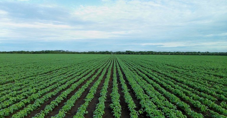 soybean-field-geede1d29a_1280.jpg