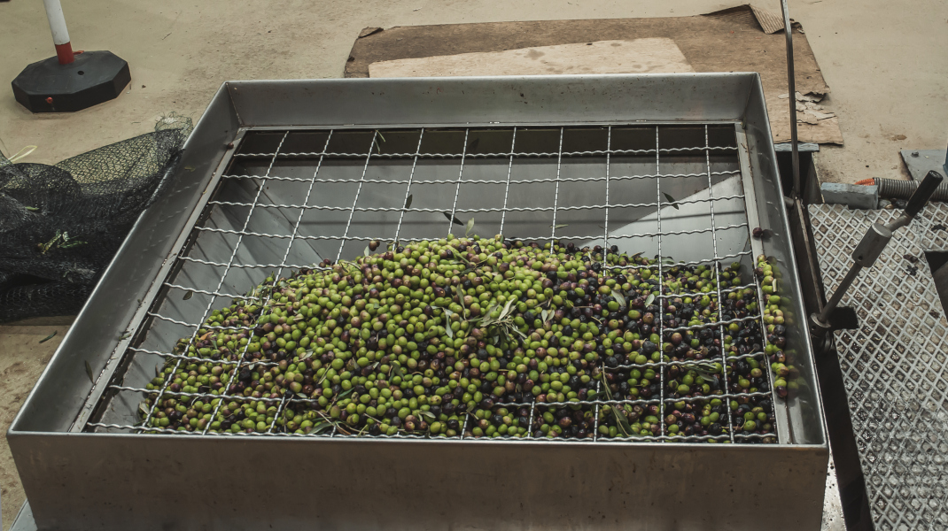 From Waste to Wealth: Fruit Stones as Valuable Byproducts
