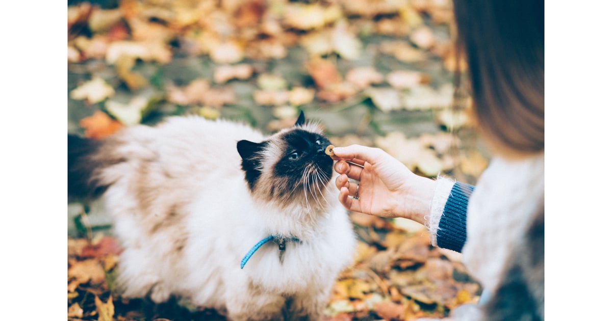 Purina to Acquire Red Collar Pet Treat Facility