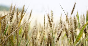 wheat-1556698_1920.jpg
