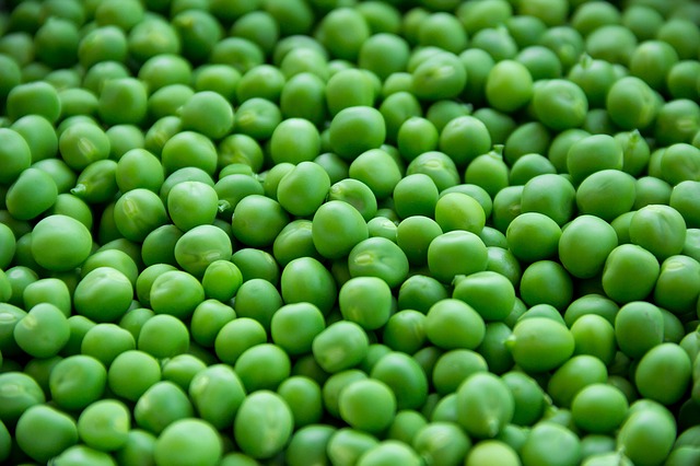 Burcon JV to Construct $48M Pea-Based Protein Plant