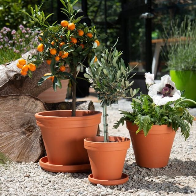 terracott-pot.jpg terracott-pot.jpg