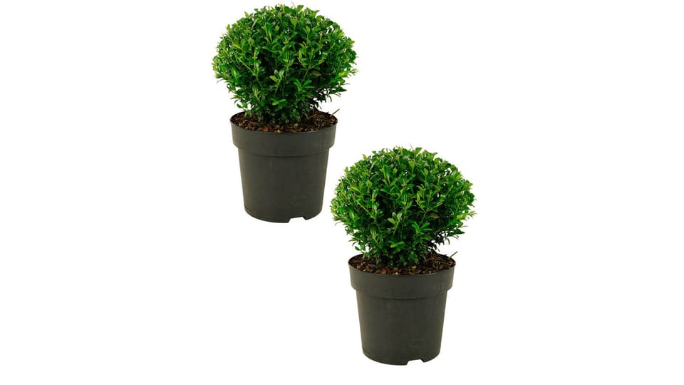 Hagen en heggen Hagen en heggen