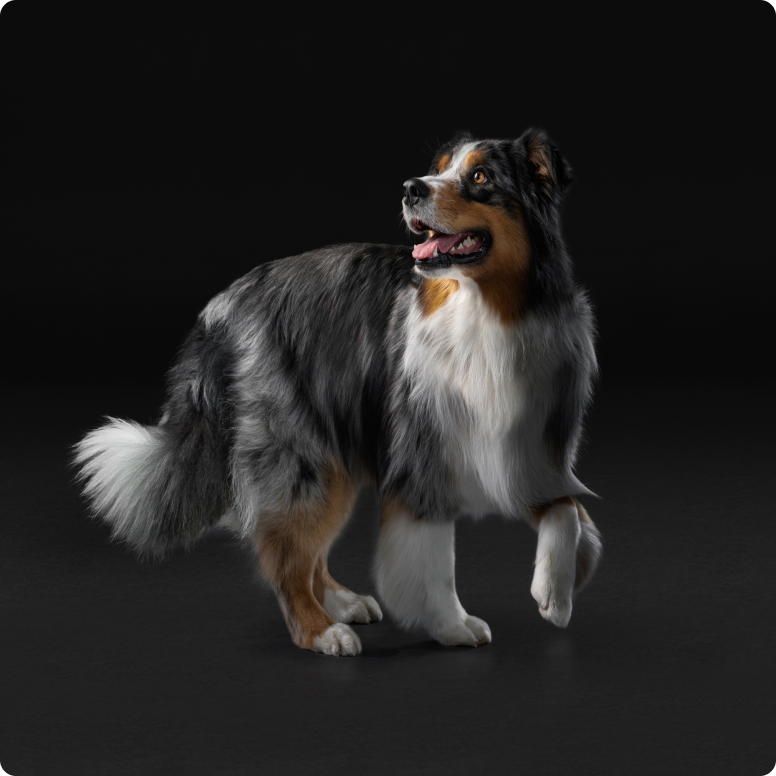 Driekleurige-Australian-shepherd-staat-zijwaarts-met-geheven-voorpoot-tegen-donkere-achtergrond.png