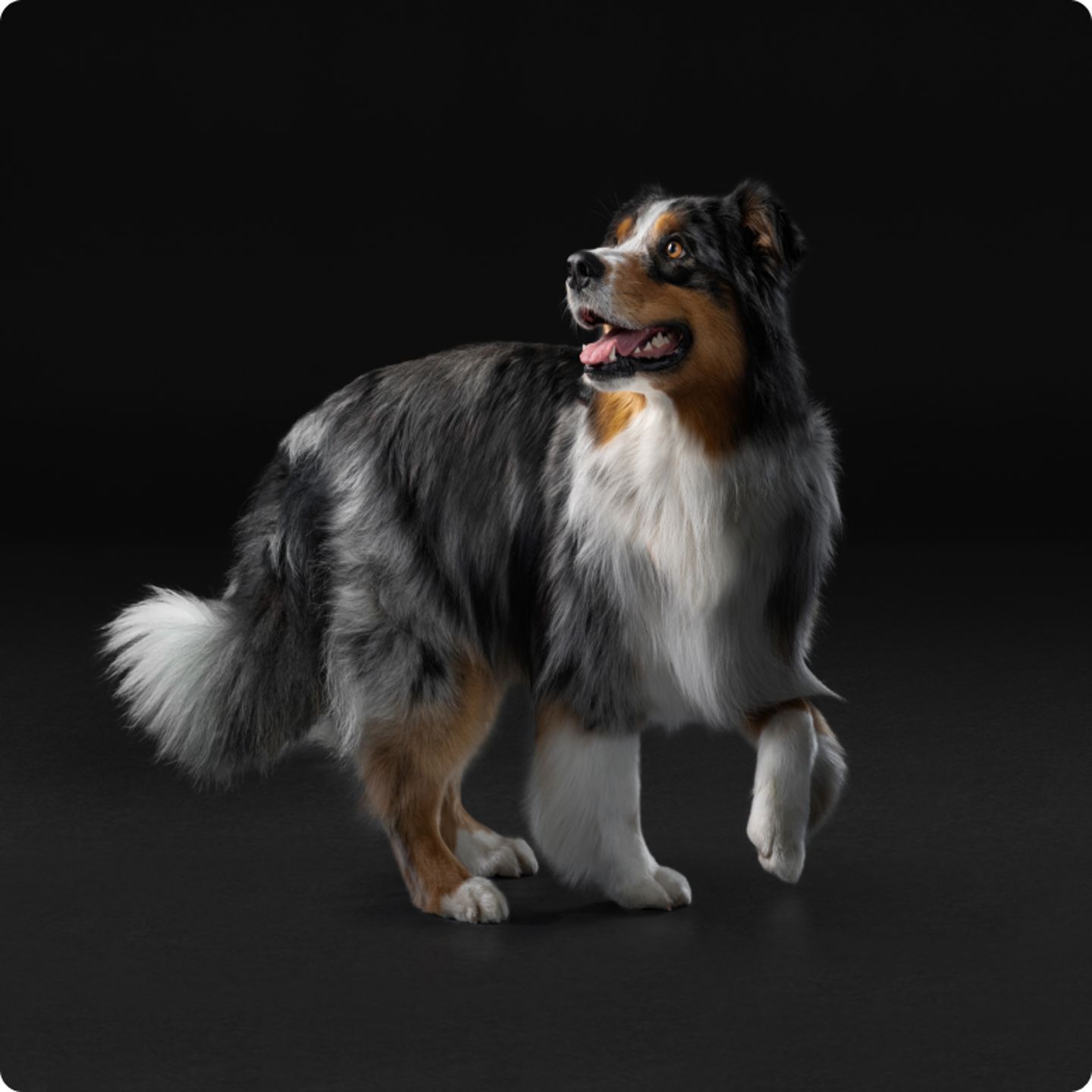 Driekleurige-Australian-shepherd-staat-zijwaarts-met-geheven-voorpoot-tegen-donkere-achtergrond.png