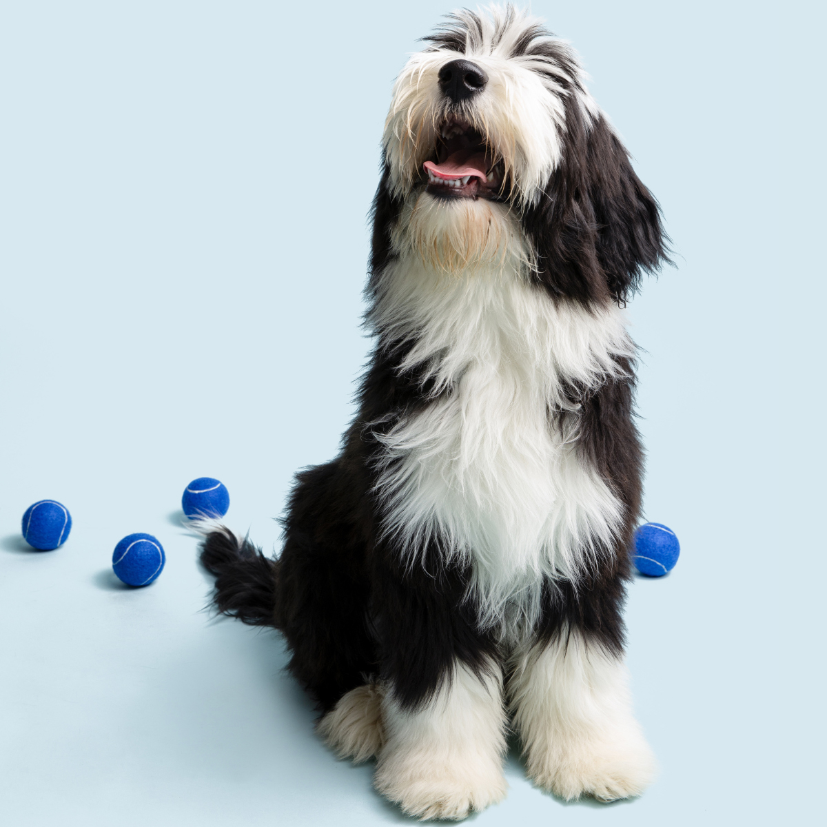 Editorial_Pet-Grooming-1200x1200.jpg