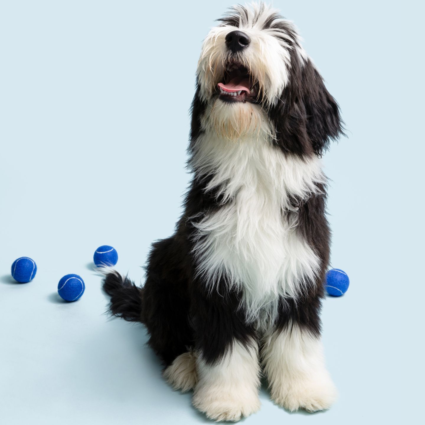 Editorial_Pet-Grooming-1200x1200.jpg