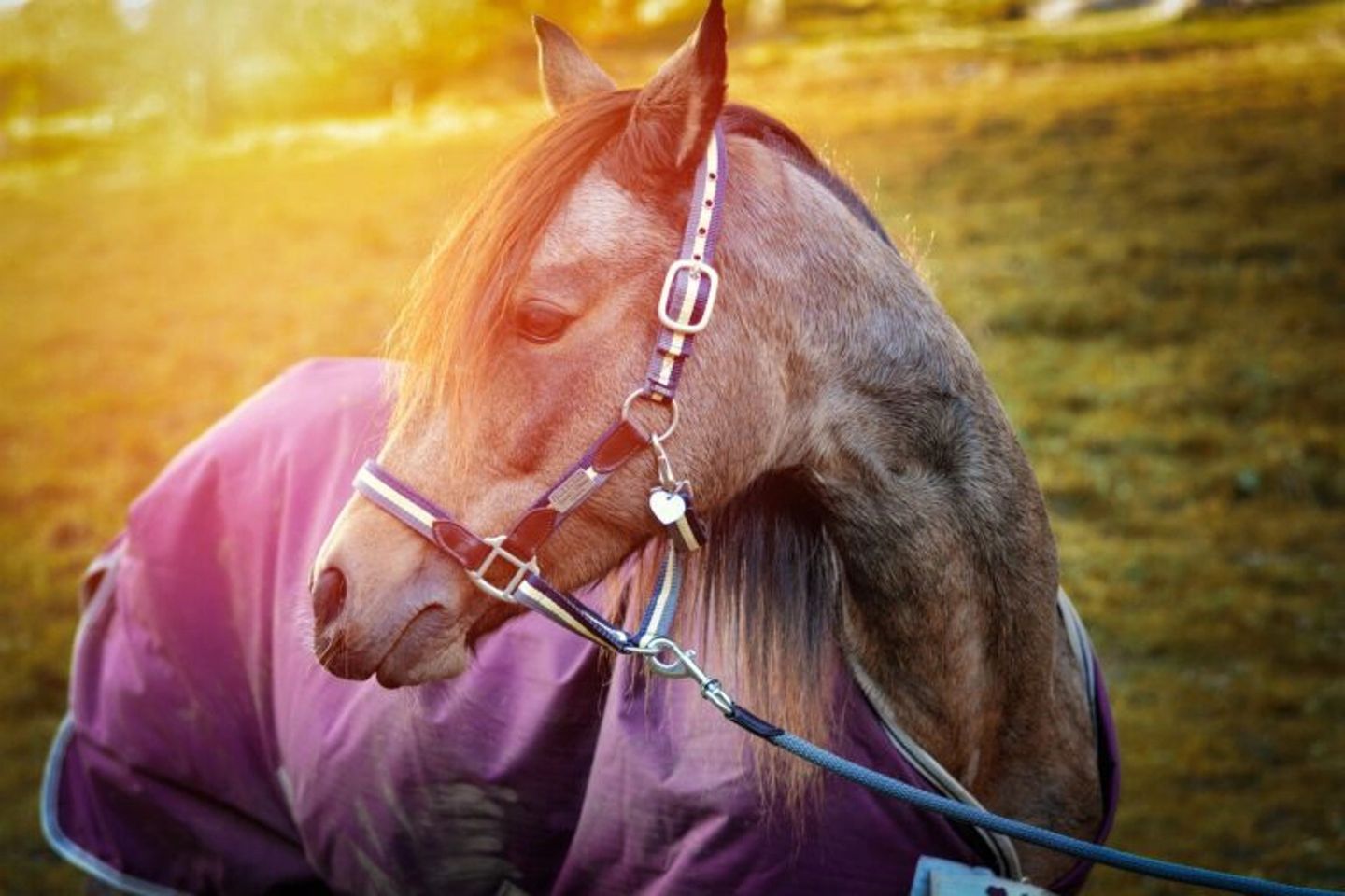 horse-g03e8fa476_1920-768x512.jpg.webp