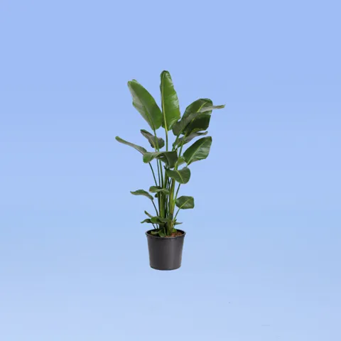 Kamerplanten
